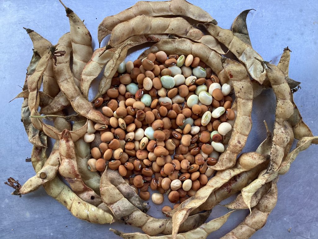A Bower Bird and Gardener’s Passion – Seed Saving in the Garden - CJAG